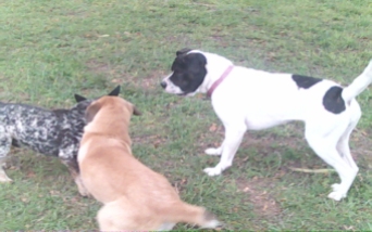Bella, Dingus & Gracie