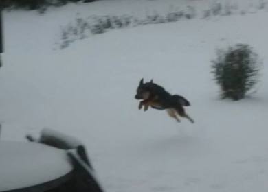 jack leaping